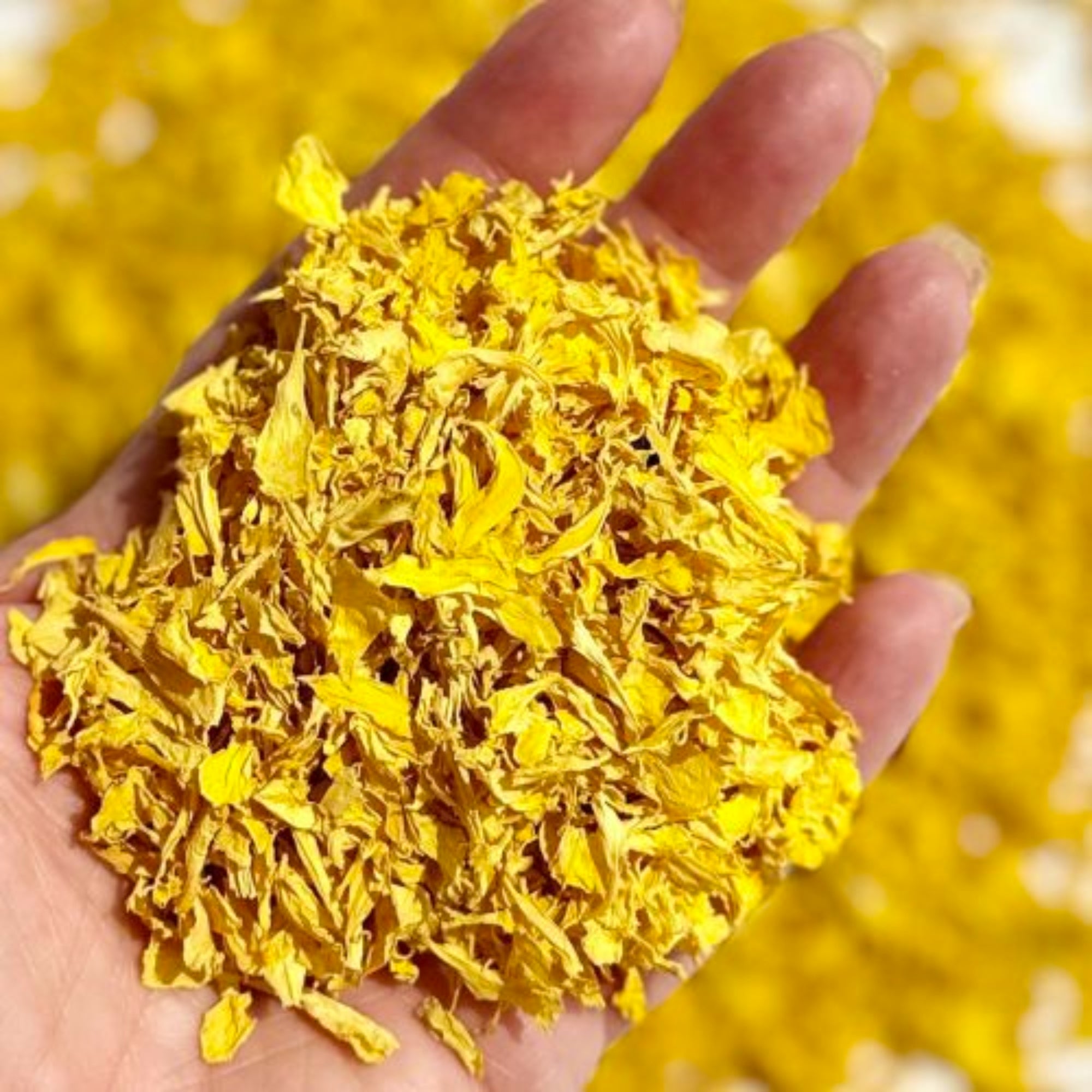 Hand holding a pile of yellow marigold dried flowers with a blurred yellow background